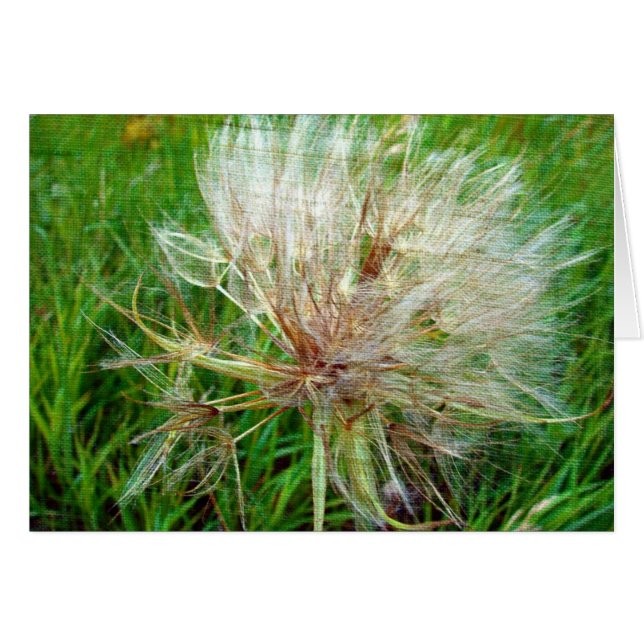 Goat's Beard (Front Horizontal)
