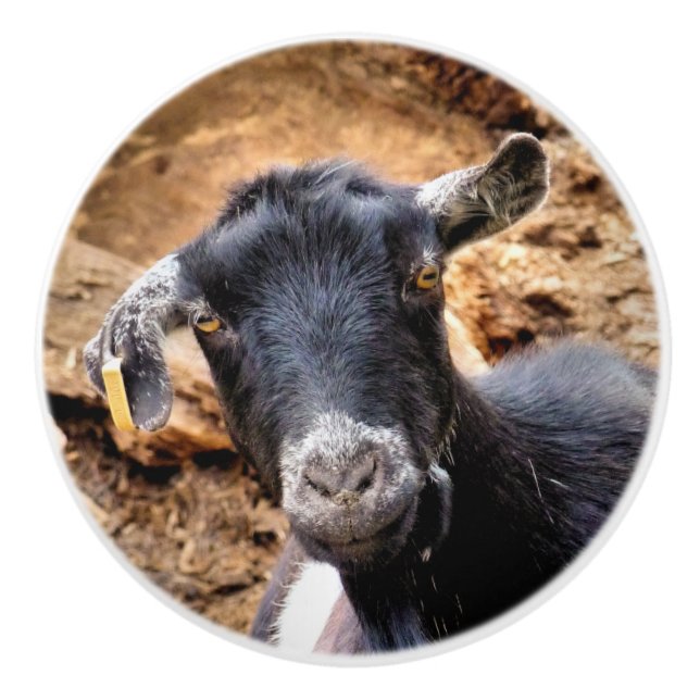 GOATS CERAMIC KNOB (Front)