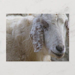 Goats face smiling! postcard