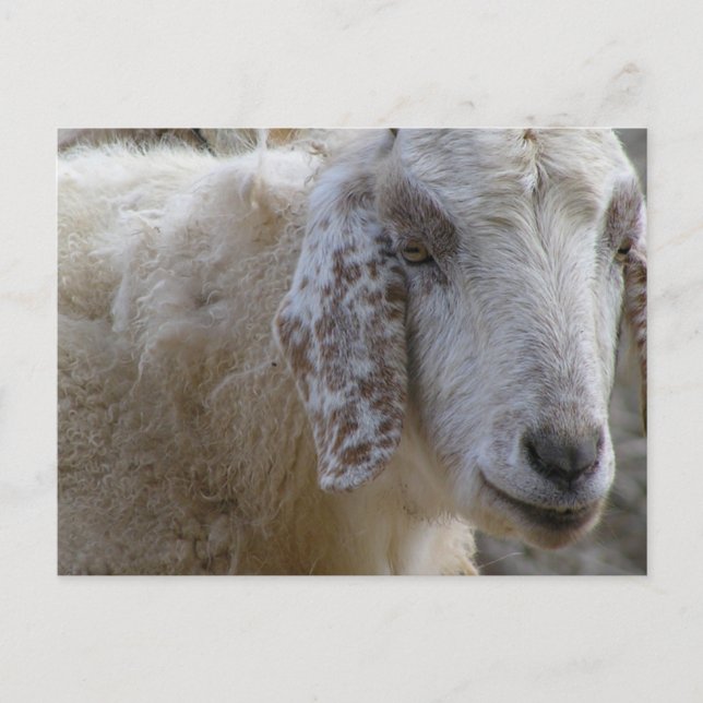 Goats face smiling! postcard (Front)