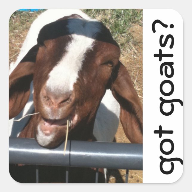 Goats, got goats? square sticker (Front)