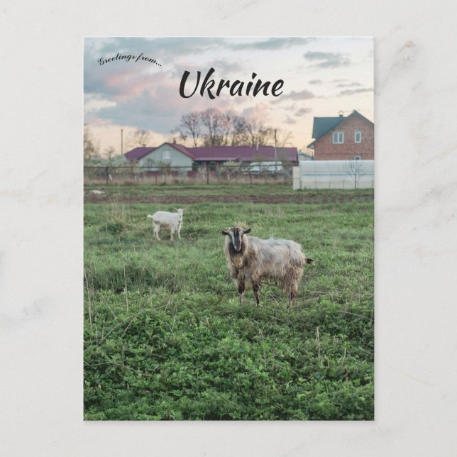 Goats in  Kropyvnyk Ukraine Postcard (Front)