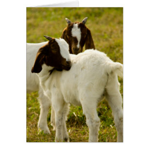 Goats in Pasture – Cute Farm Animal Photography