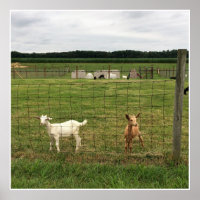 Goats on a Farm