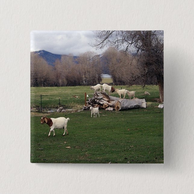 Goats On a Log 2 Inch Square Button (Front)