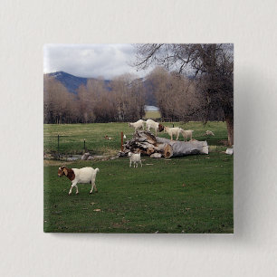 Goats On a Log 2 Inch Square Button