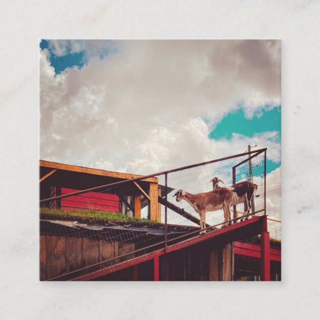 goats on the roof square business card (Front)