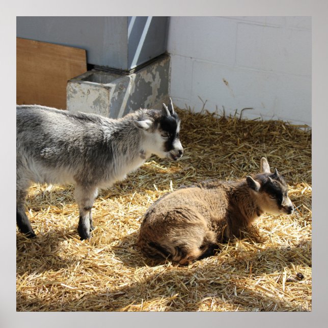 Goats Sunbathing Poster