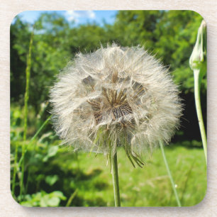 Goatsbeard Wildflower Coaster