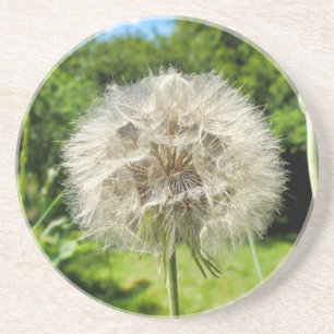 Goatsbeard Wildflower Coaster