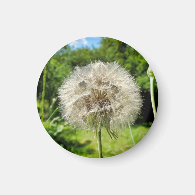Goatsbeard Wildflower Magnet (Front)
