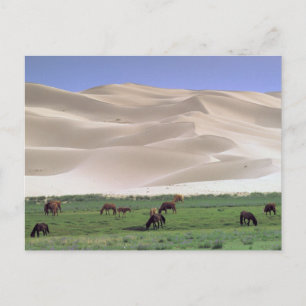 Gobi Desert   Wild Horses Postcard