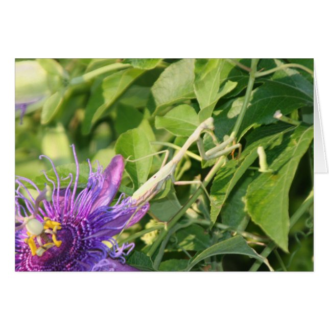 God is in the details (Front Horizontal)