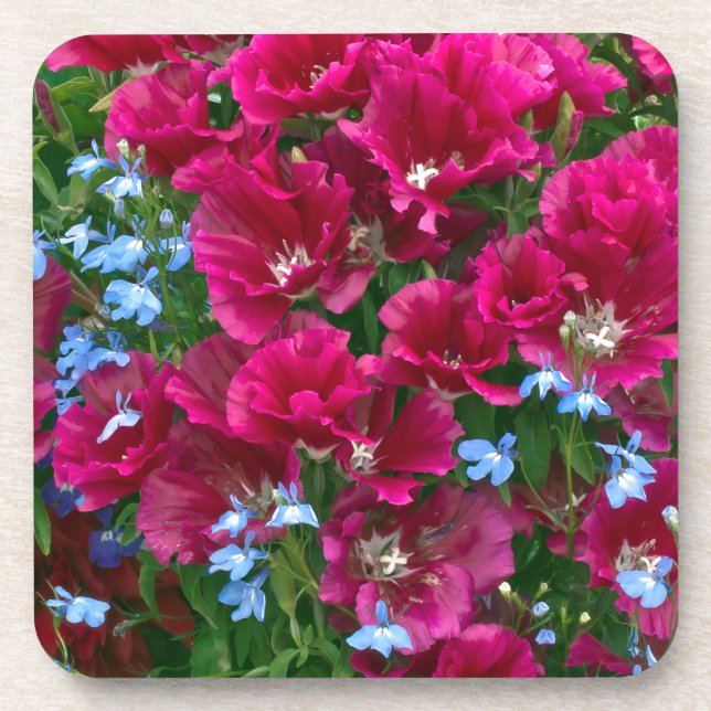 Godetia And Lobelia Coasters (Front)