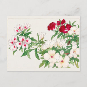 Godetia by Tanigami Konan Postcard
