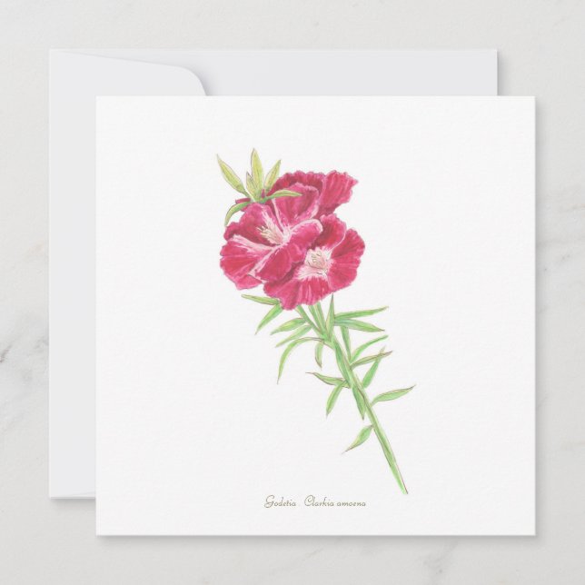 Godetia  card (Front)