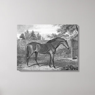 Godolphin Arabian Horses Canvas Print