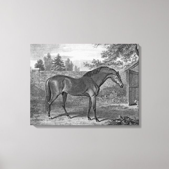 Godolphin Arabian Horses Canvas Print (Front)