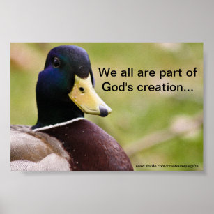 God's Creation Duck Poster