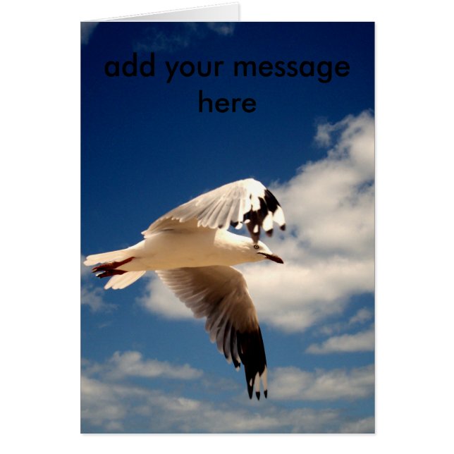 Goéland blanc, (Devant)