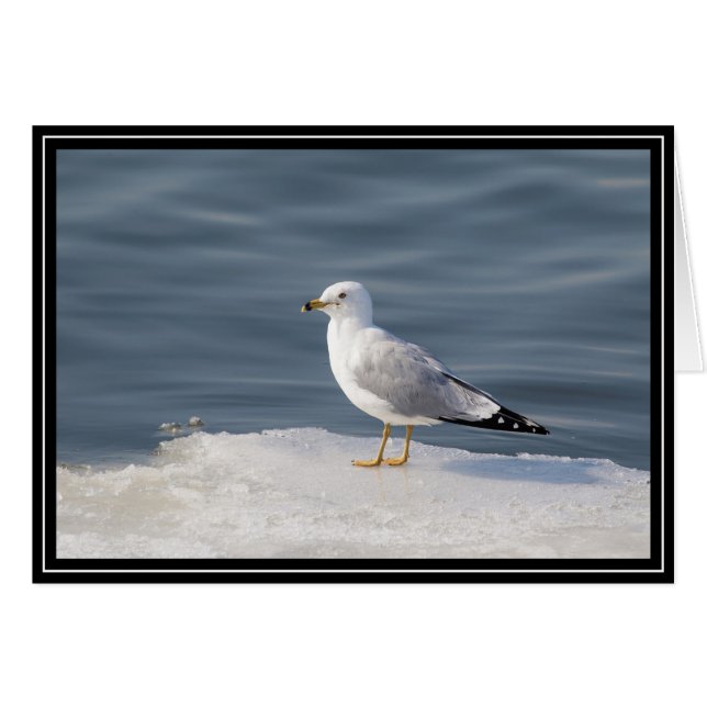 Goéland sur glace (Devant horizontal)