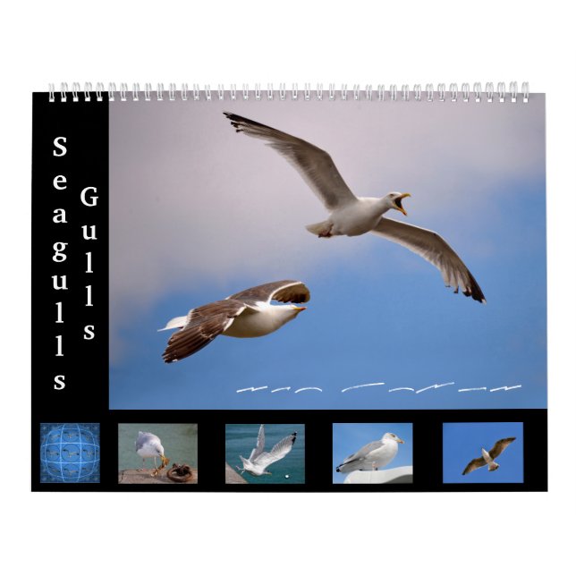 Goélands et mouettes Calendrier 12 mois (Protection)