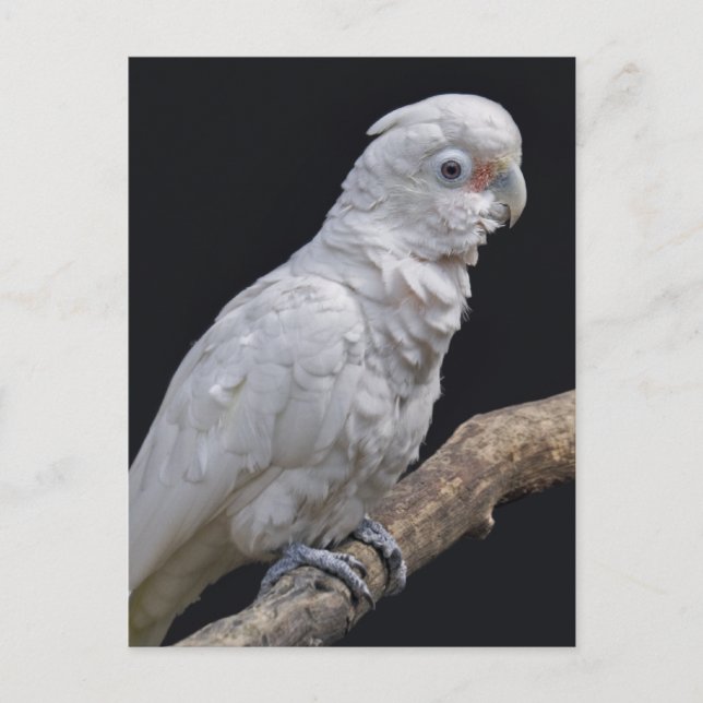 Goffin's Cockatoo Postcard (Front)