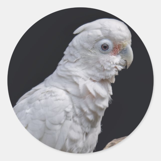 Goffin's Cockatoo Sticker (Front)