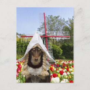 Going Dutch Postcard