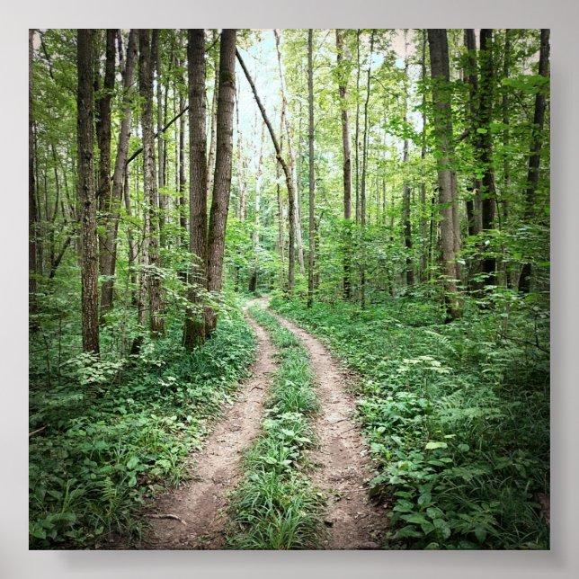 Going into the forest poster (Front)