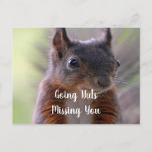 Going nuts Missing You Squirrel Postcard