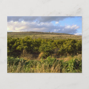 Golan Heights Postcard