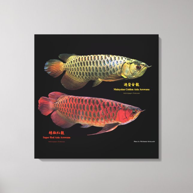 Gold and Red Asian Arowana Canvas Print (Front)