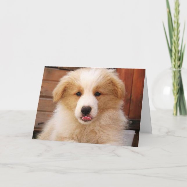 Gold Border Collie Pup~Notecard Card (Front)