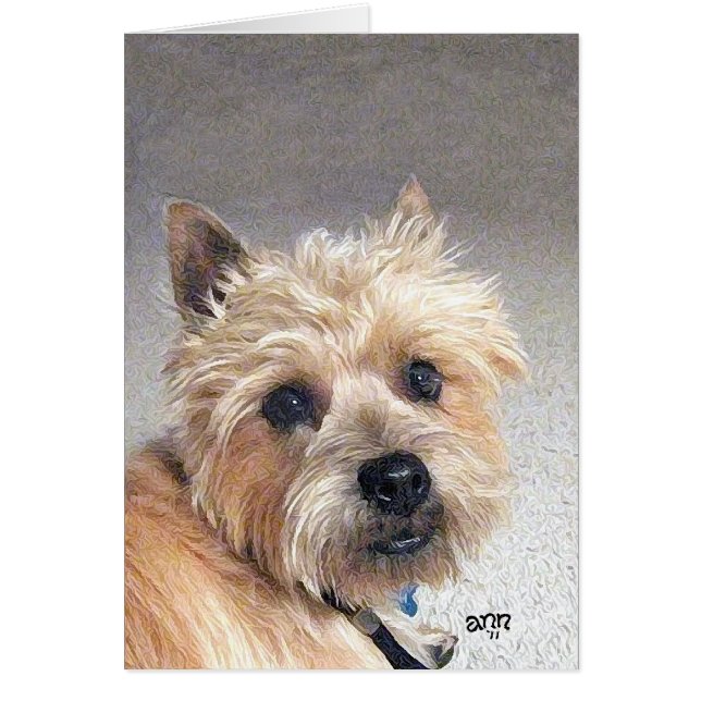 Gold Cairn Terrier (Front)