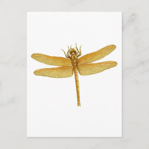 Gold Dragonfly Postcard