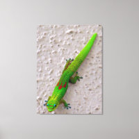 Gold Dust Day Gecko