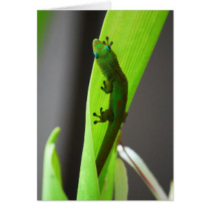 Gold Dust Day Gecko Card
