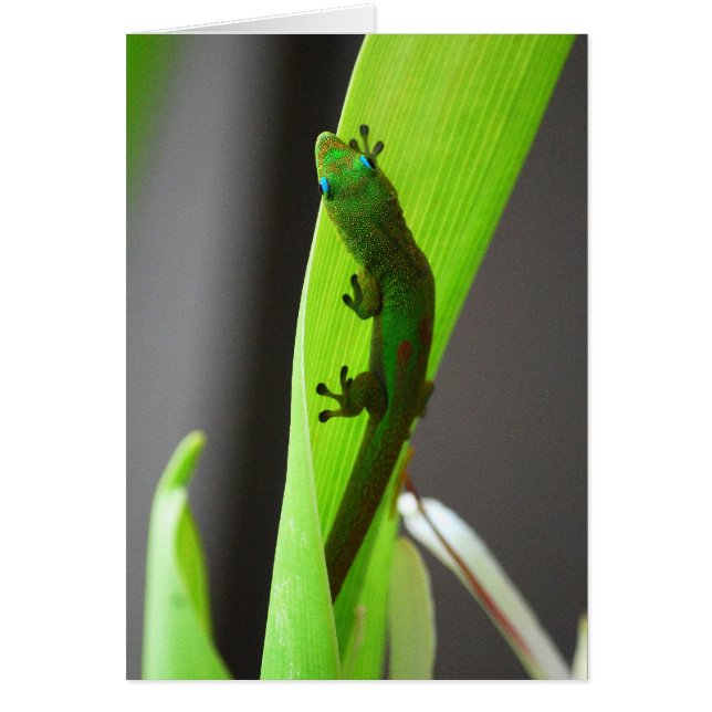 Gold Dust Day Gecko Card (Front)