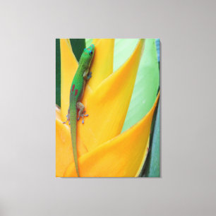 Gold Dust Day Gecko on a Heliconia Canvas Print