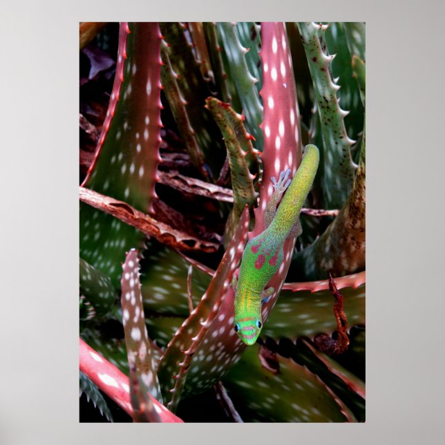 Gold Dust Day Gecko Poster (Front)