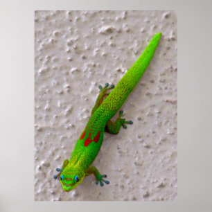 Gold Dust Day Gecko Poster