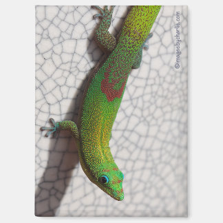 Gold Dust Day Gecko Refrigerator Magnet