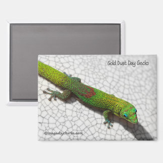Gold Dust Day Gecko Refrigerator Magnet