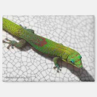 Gold Dust Day Gecko Refrigerator Magnet