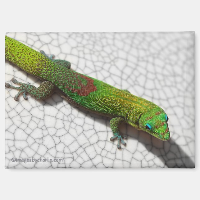 Gold Dust Day Gecko Refrigerator Magnet (Front)