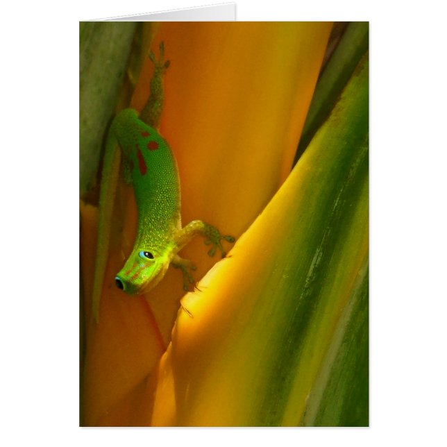 Gold Dust Gecko (Front)