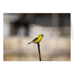 Gold Finch Card