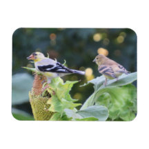 Gold Finch Couple Eating Sunflower Seeds