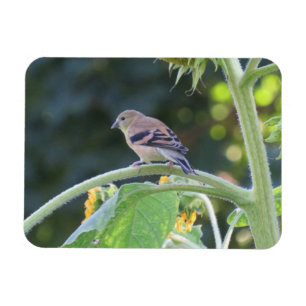 Gold Finch Femme Sur Un Magnet De Tournesol